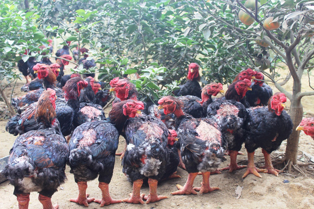 Trại gà “Đông Tảo” hàng dịp Tết Đinh Đậu